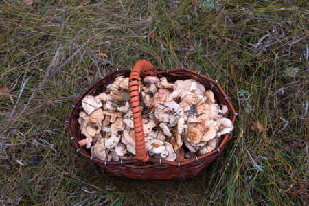 wicker basket with mushrooms standing in grassの写真素材