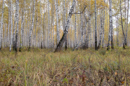 autumn forest of large birch treesの写真素材