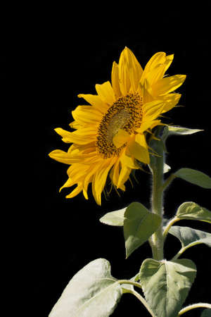 flower sunflower isolated on a black backgroundの写真素材