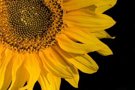 Sunflower close-up isolated on black backgroundの写真素材