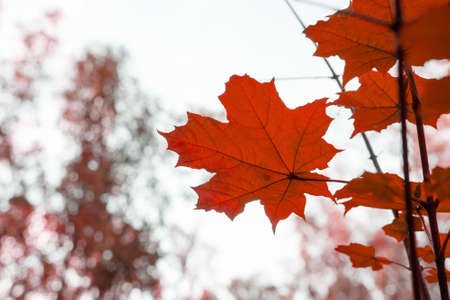 maple leaf in autumn on sky backgroundの写真素材