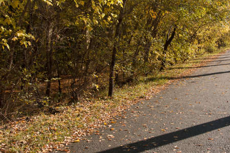 autumn trees with yellow leaves along the footpathの写真素材