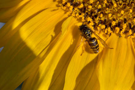 bee collects pollen on a flower sunflowerの写真素材