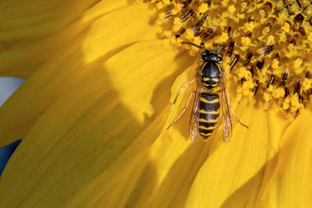 bee collects pollen on a flower sunflowerの写真素材