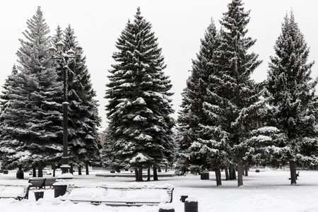 spruce covered with snow in a park in the cityの写真素材