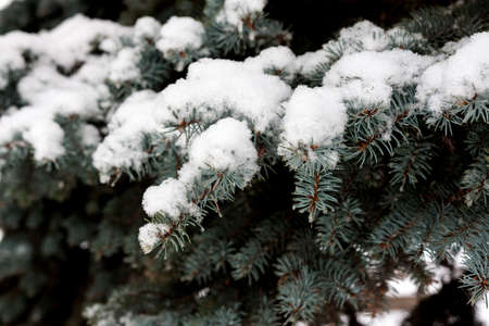 white snow lies thick on the branches of the Christmas treeの写真素材