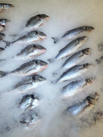 Fresh sea fish gutted lies in ice
