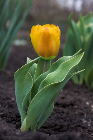Lonely tulip is sober to the groundの写真素材
