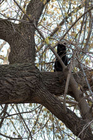Black cat sits on a big treeの写真素材