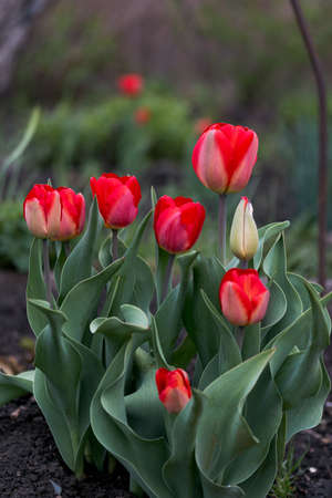Flower tulip red blossoms on the groundの写真素材