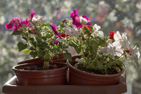White and red flower balsam blossoms in a flowerpotの写真素材
