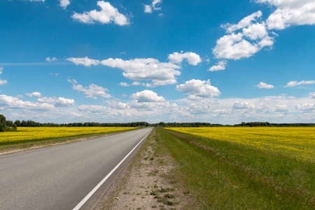 Blue sky with clouds over a field covered with yellow flowersの写真素材