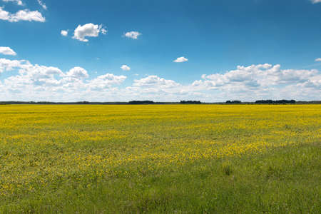 Blue sky with clouds over a field covered with yellow flowersの写真素材