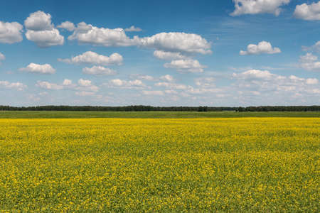 Blue sky with clouds over a field covered with yellow flowersの写真素材