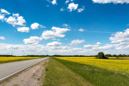 The road goes into the distance between flowering fields under the blue skyの写真素材