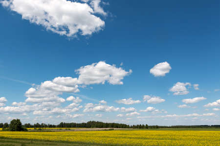Blue sky with clouds over a field covered with yellow flowersの写真素材