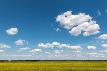 Blue sky with clouds over a field covered with yellow flowersの写真素材
