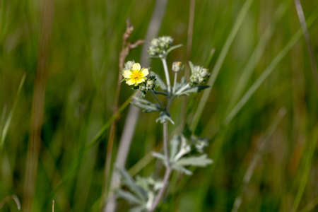 Flower grows alone in summer, day fieldの写真素材