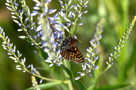 A butterfly sits on a flower in a fieldの写真素材