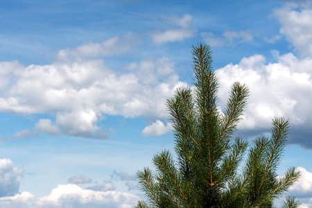 Spruce against the blue sky with cloudsの写真素材