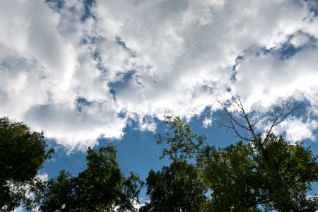 Branches of a birch on a background of a blue sky with cloudsの写真素材