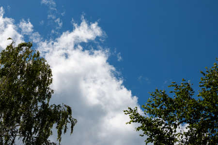 Branches of a birch on a background of a blue sky with cloudsの写真素材