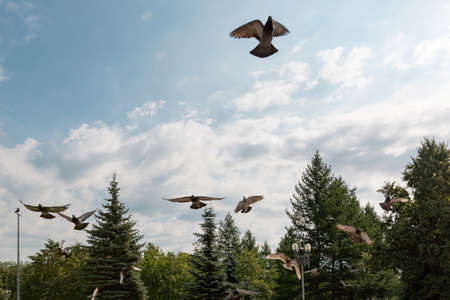 Pigeons soar up in the city parkの写真素材