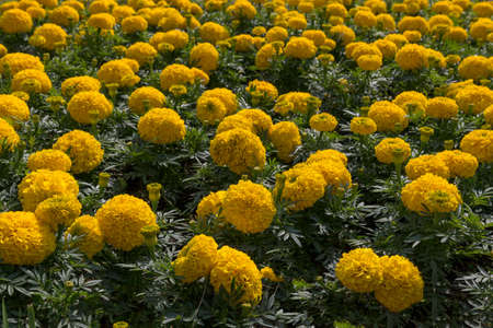 Tagetes is a genus of annual or perennial, mostly herbaceous plants in the sunflower family Asteraceae or Compositaeの写真素材