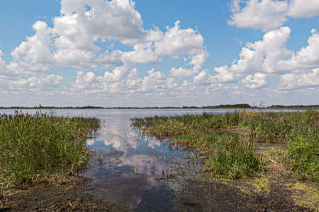 overgrown with reeds, lake shoreの写真素材