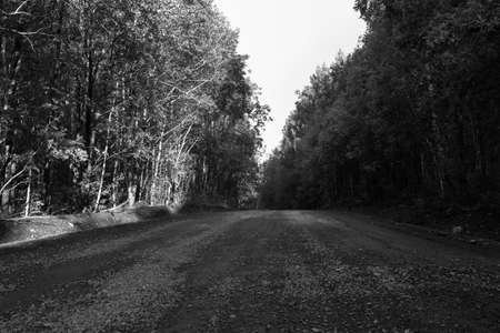 Stony forest road among treesの写真素材