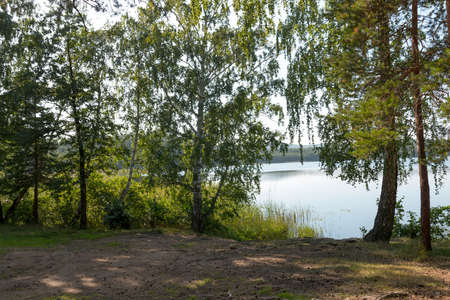 Birch on the shore of a mountain lakeの写真素材