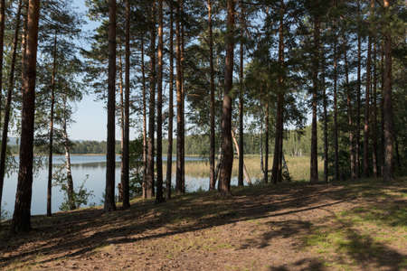 Pine trees on the shore of a mountain lake aの写真素材