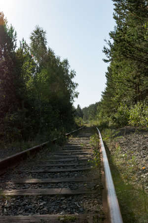 Rails of the railway in the forestの写真素材