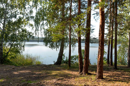 Pine trees on the shore of a mountain lakeの写真素材