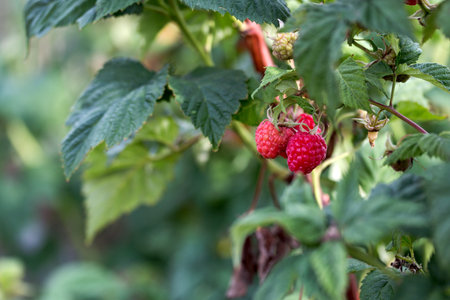 Ripe berry raspberry on a bush among the leaves