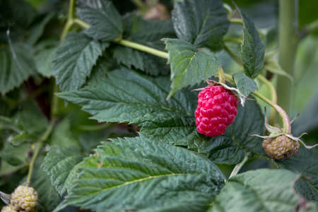 Ripe berry raspberry on a bush among the leavesの写真素材