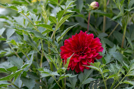 Flower dahlia on a green backgroundの写真素材