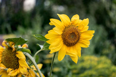 Sunflower flower on a green backgroundの写真素材