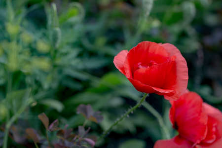 Outdoor flower of red poppy on grass backgroundの写真素材