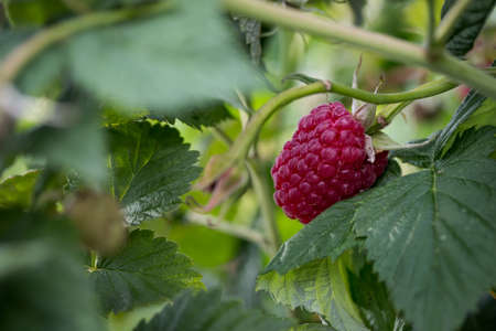 Ripe berry raspberry on a bush among the leavesの写真素材