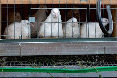 Poultry quail sits in a cageの写真素材