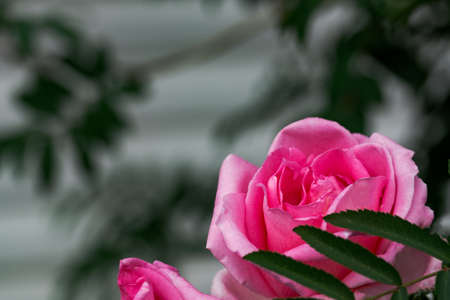 Big rose flower blossoms close-upの写真素材