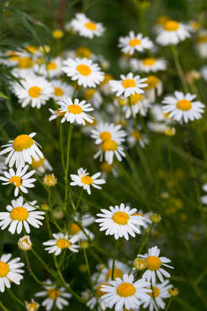 Blooming chamomile flowers on a meadow in summerの写真素材