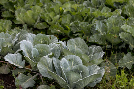cabbage from field. cabbage background. cabbage harvest.の写真素材