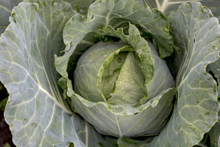 cabbage growing in the garden close-upの写真素材