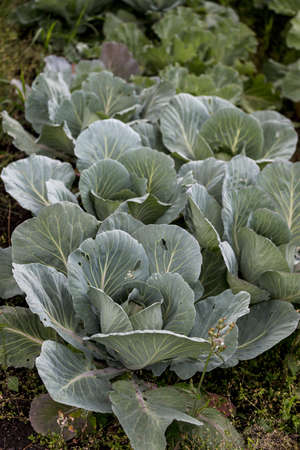 Soft focus of Big cabbage in the gardenの写真素材