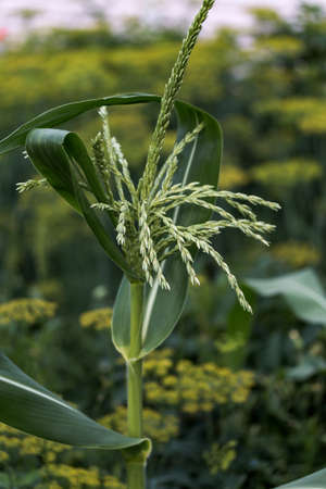 Upper stem of corn in a close-up fieldの写真素材