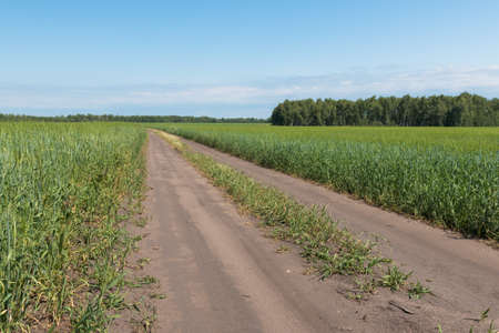 The road going into the distance between two fieldsの写真素材
