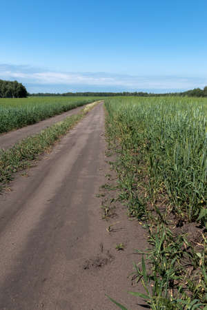 The road going into the distance between two fieldsの写真素材