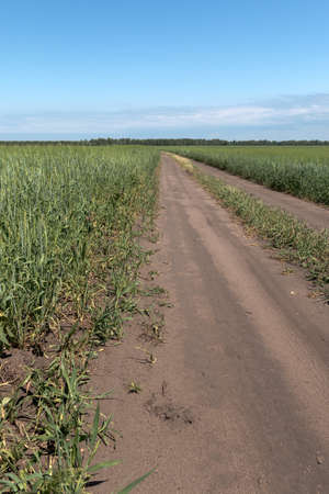 A field road between the fields where wheat growsの写真素材